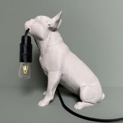 french bulldog2